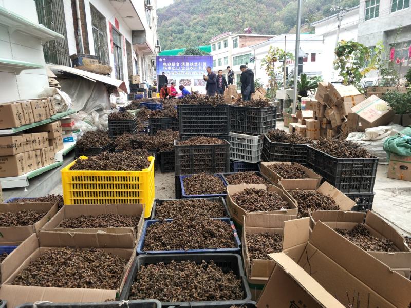 拐枣万寿果鸡爪梨金钩梨批发全国供应可承接电商一件代发