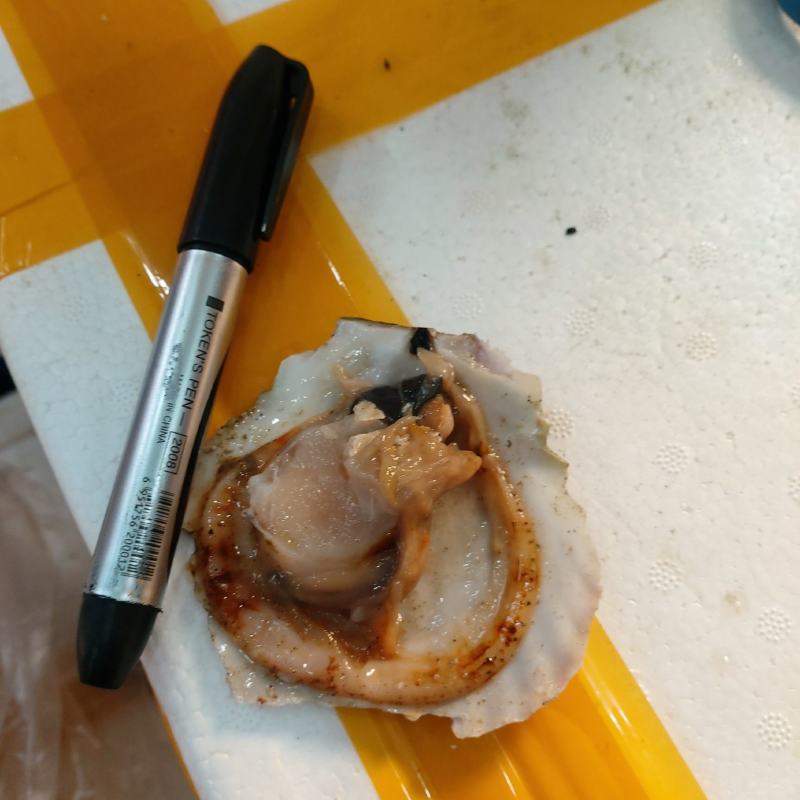 鲜活扇贝（大小挑选，活力好，新鲜，每日到货）