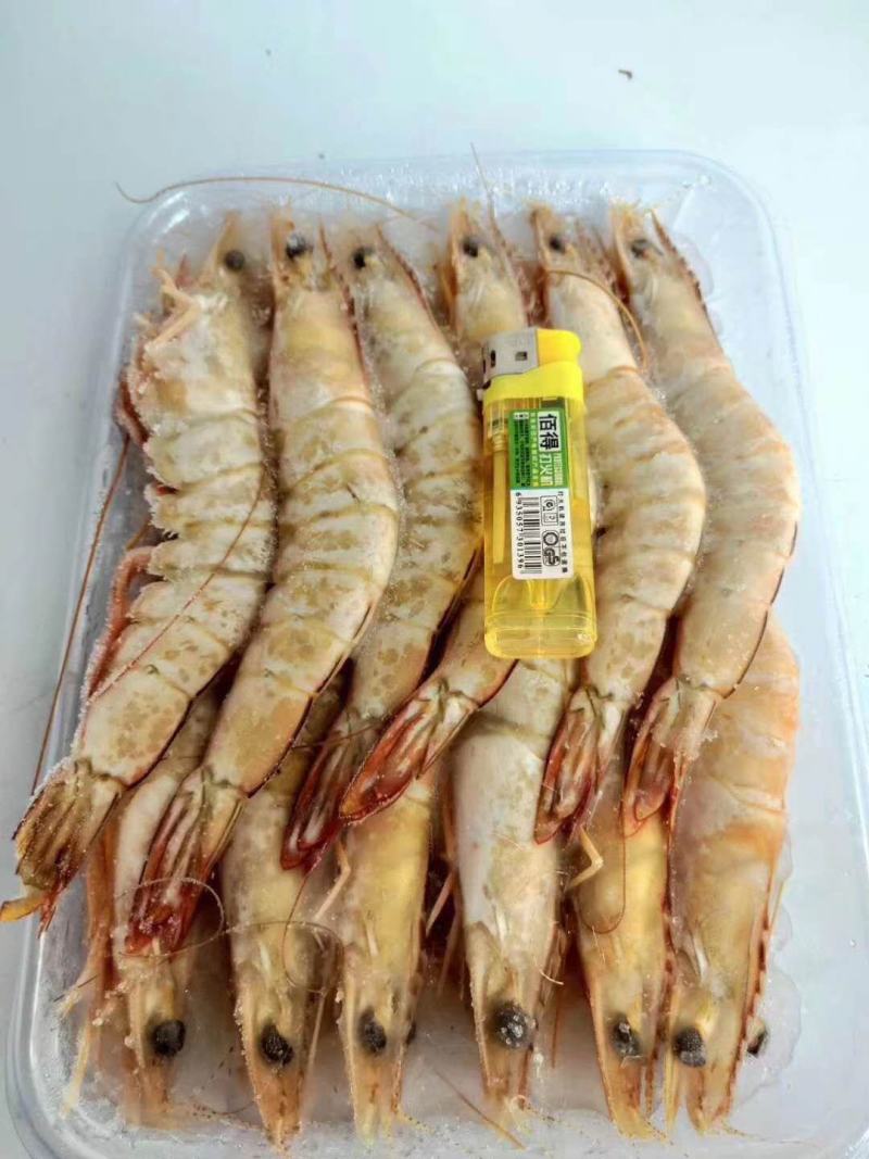 虾，味道正，北海特产！！！！！！！！！！
