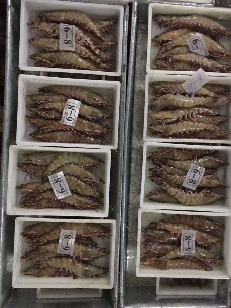 虾，味道正，北海特产！！！！！！！！！！