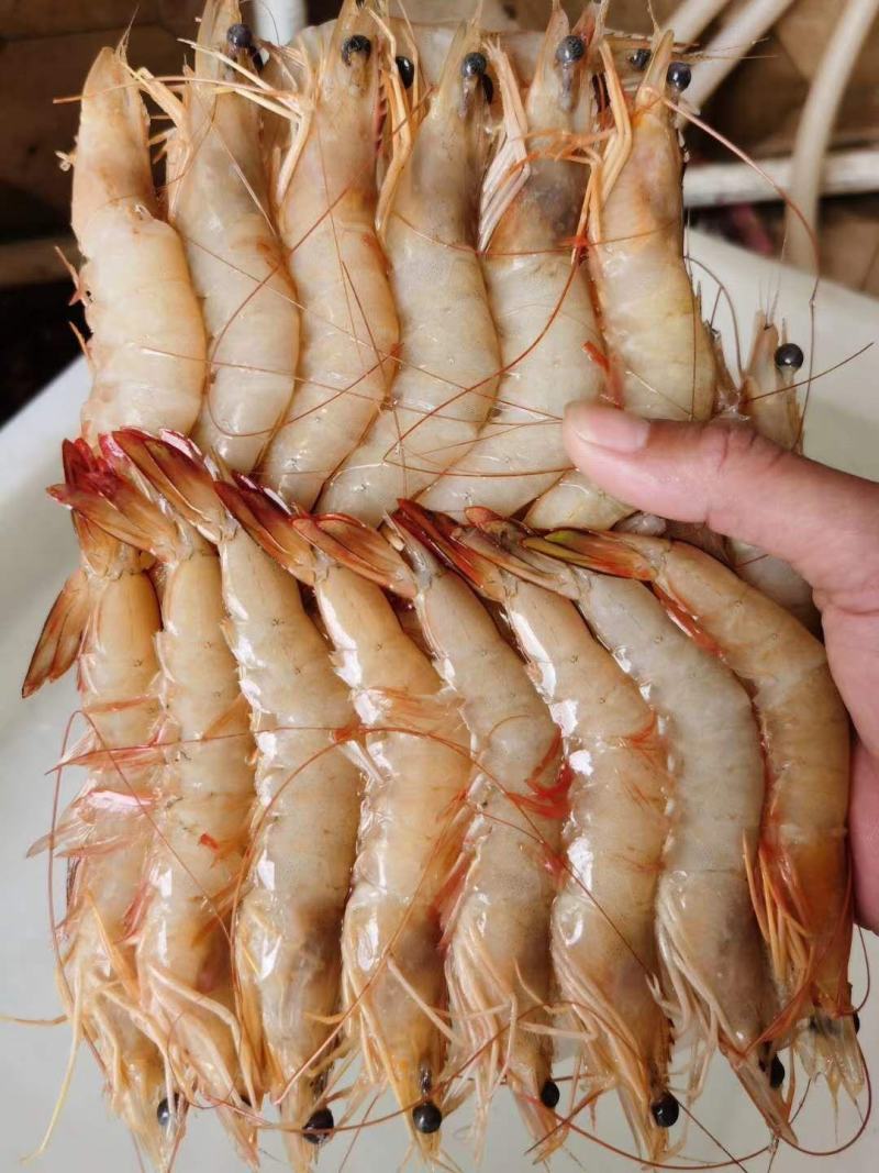 虾，味道正，北海特产！！！！！！！！！！