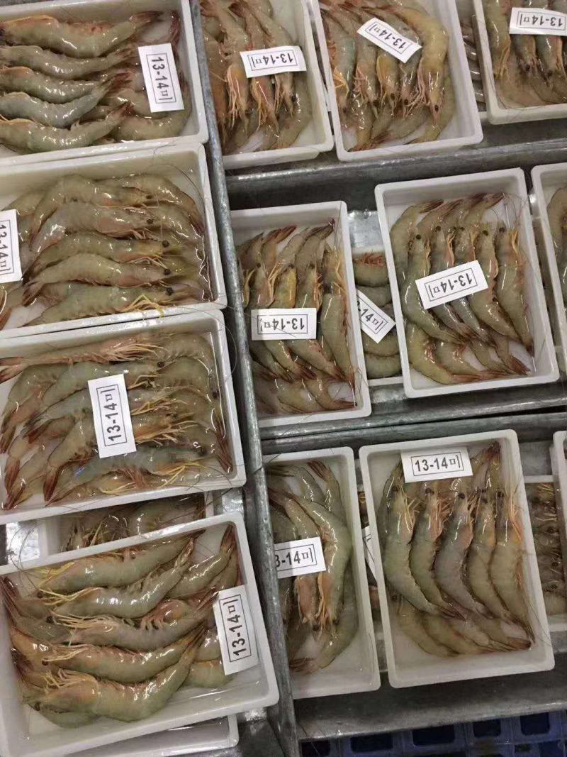 虾，味道正，北海特产！！！！！！！！！！
