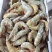 虾，味道正，北海特产！！！！！！！！！！