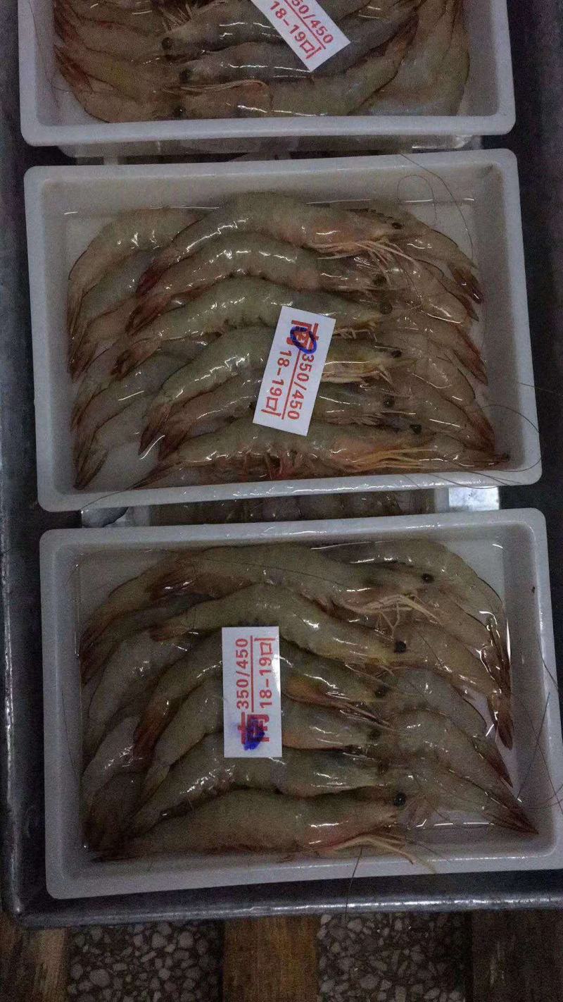 虾，味道正，北海特产！！！！！！！！！！
