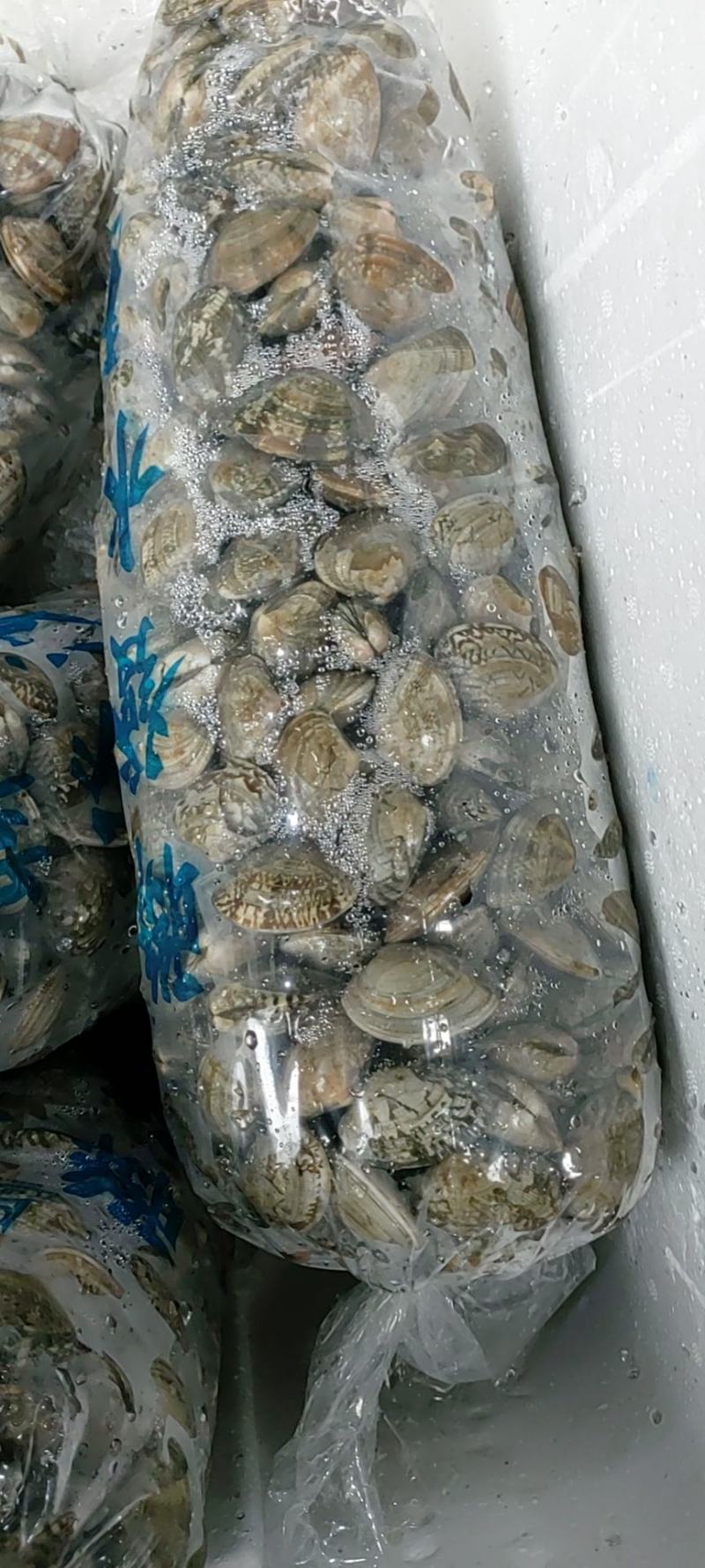 花甲（每日新鲜到货，活力好，价格便宜，大中型号都有）