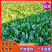 精品小菠菜大叶菠菜，叶厚口感好，品质保障，基地市场直发