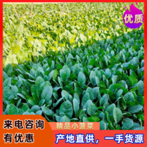 【优质】越冬菠菜25~30厘米基地市场直供货源稳定
