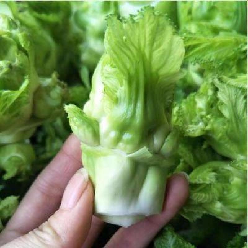儿菜抱儿菜母子菜，大量上市，量大从优欢迎