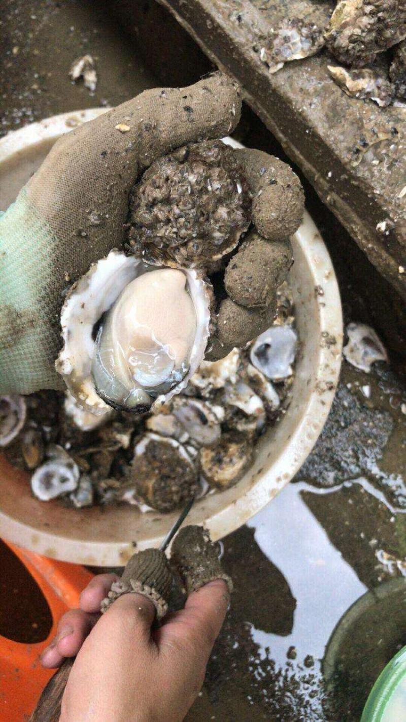 生蚝（泥巴大生蚝，个头可挑选，肉质饱满，肥美，新鲜）