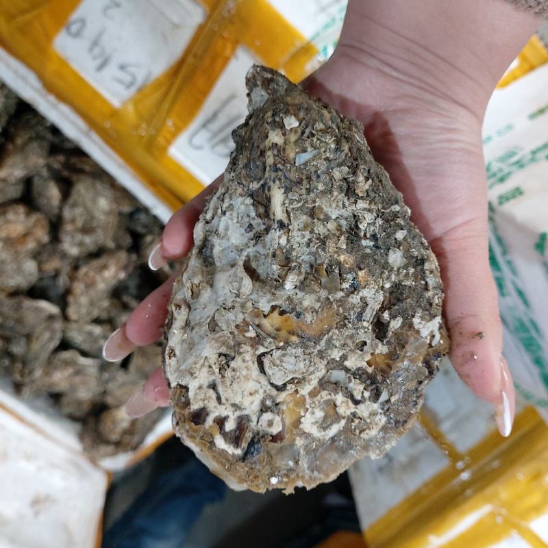 生蚝（泥巴大生蚝，个头可挑选，肉质饱满，肥美，新鲜）