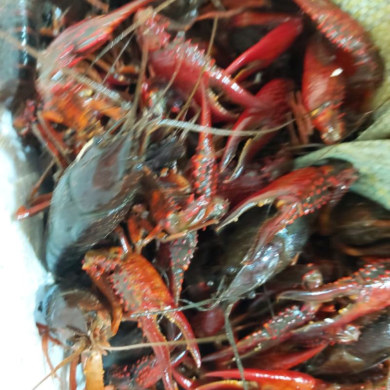 小龙虾（规格虾，质量虾，活力好，肉饱满）
