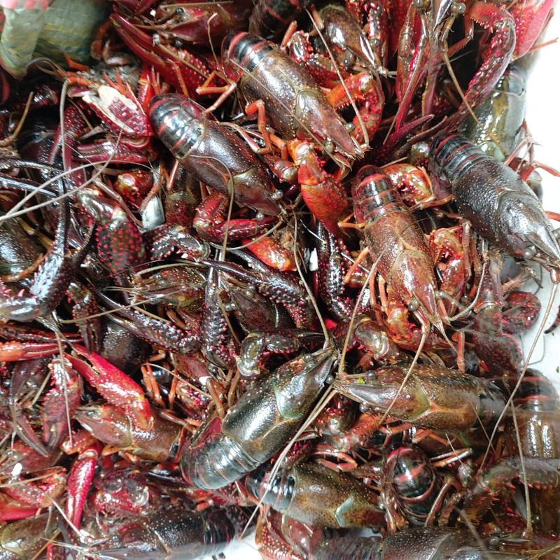 小龙虾（规格虾，质量虾，活力好，肉饱满）