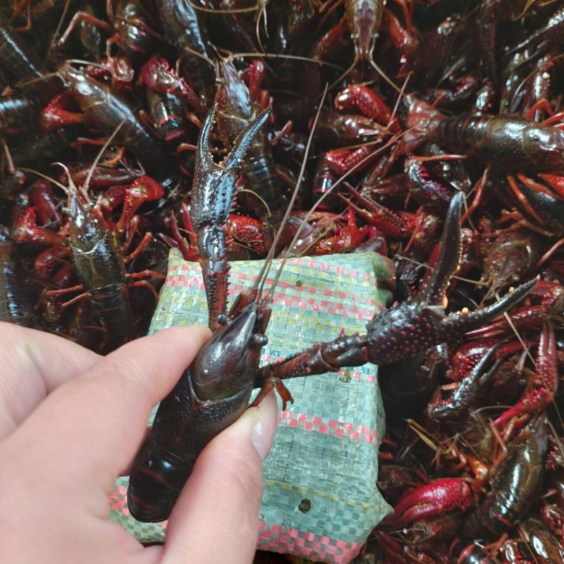 小龙虾（规格虾，质量虾，活力好，肉饱满）