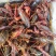 小龙虾（规格虾，质量虾，活力好，肉饱满）