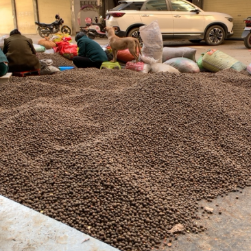 湖北省恩施大量茶叶籽