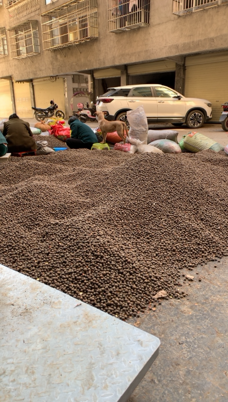 湖北省恩施大量茶叶籽