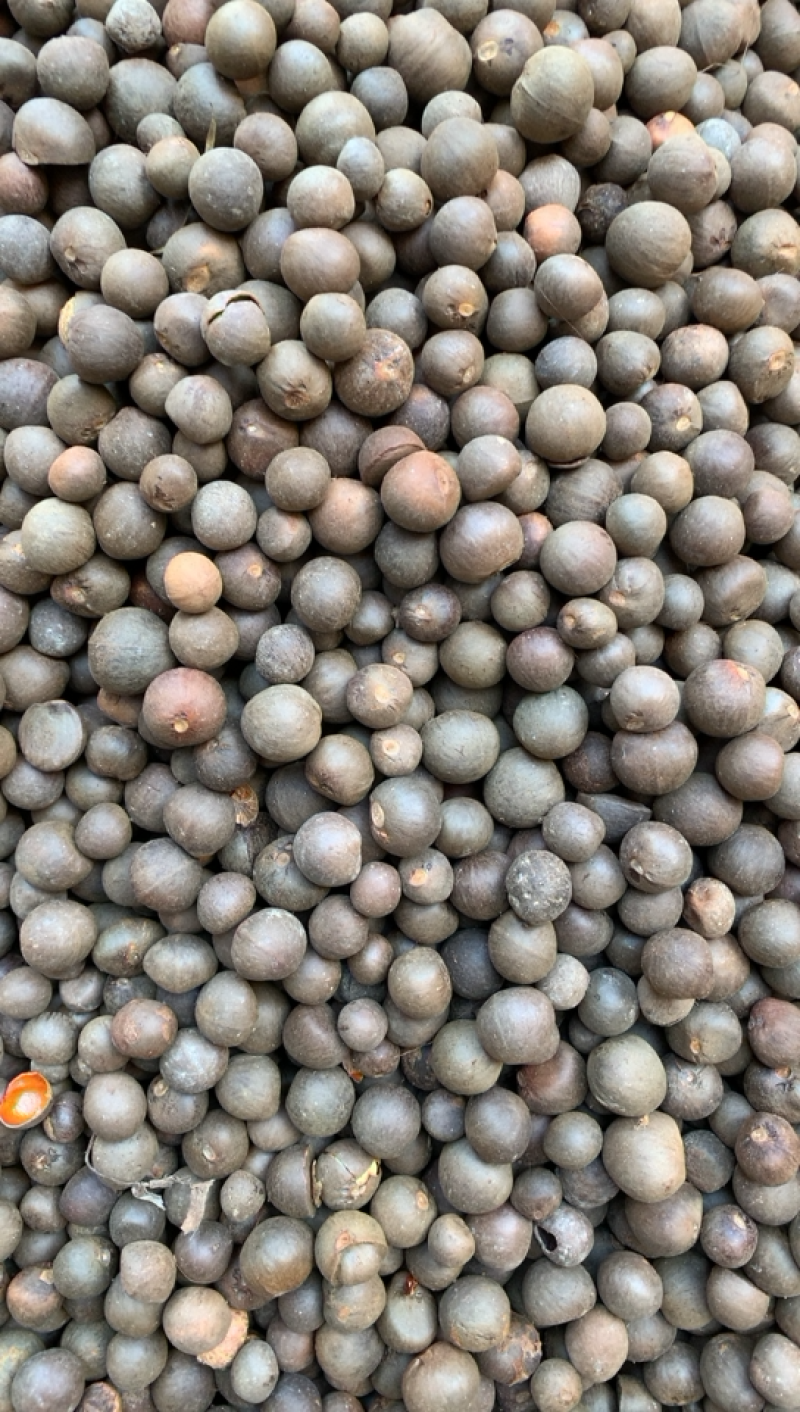 湖北省恩施大量茶叶籽