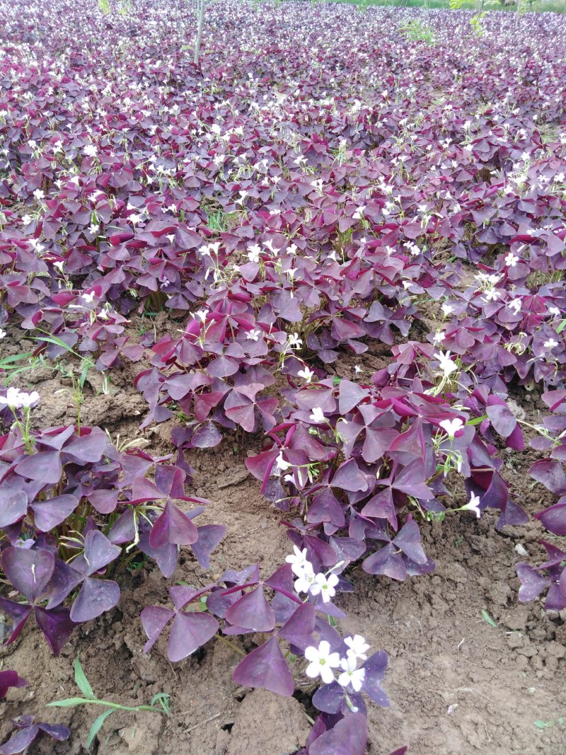 紫叶酢浆草紫叶杂酱草种球紫叶榨酱种球大量批发