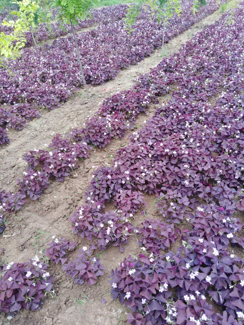 紫叶酢浆草紫叶杂酱草种球紫叶榨酱种球大量批发