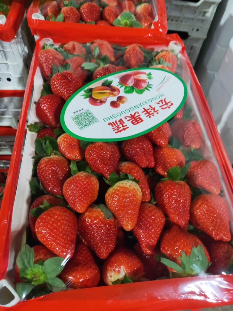 徐州贾汪耿集万亩草莓上市中