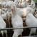 波尔山羊黑山羊活苗活体羊仔崽母羊羔种羊奶羊养殖肉羊屠宰羊