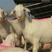 波尔山羊黑山羊活苗活体羊仔崽母羊羔种羊奶羊养殖肉羊屠宰羊