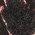 野生黑蚂蚁黑蚂蚁蚂蚁