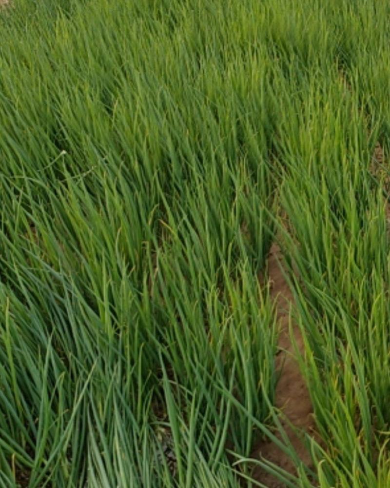 四季小葱25~30cm，种植面积大，质量好量大优惠