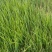 四季小葱25~30cm，种植面积大，质量好量大优惠