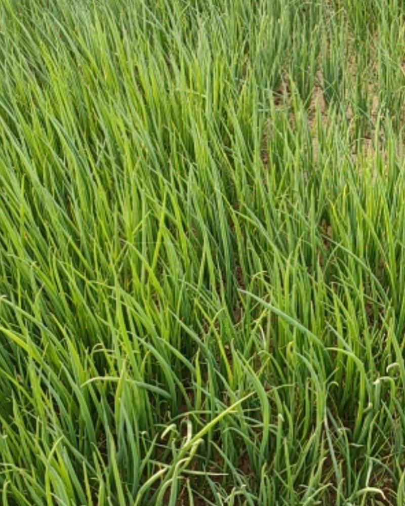 四季小葱25~30cm，种植面积大，质量好量大优惠