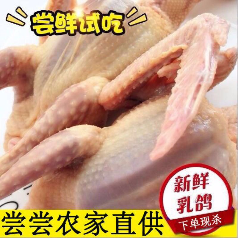正宗散养鸽子乳鸽土鸽农家散养现杀新鲜鸽子肉
