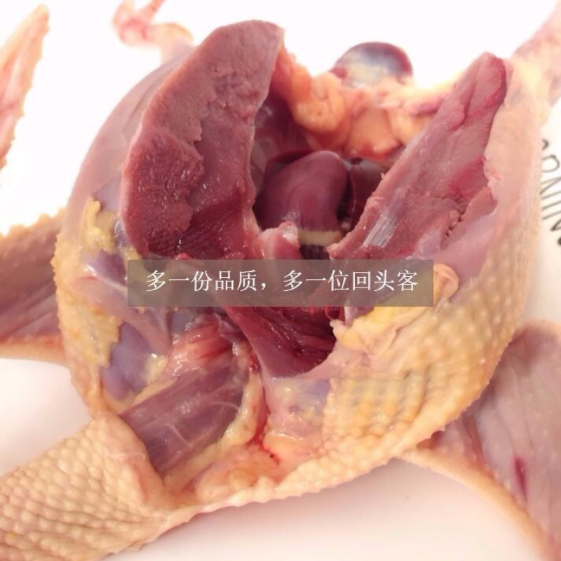 正宗散养鸽子乳鸽土鸽农家散养现杀新鲜鸽子肉