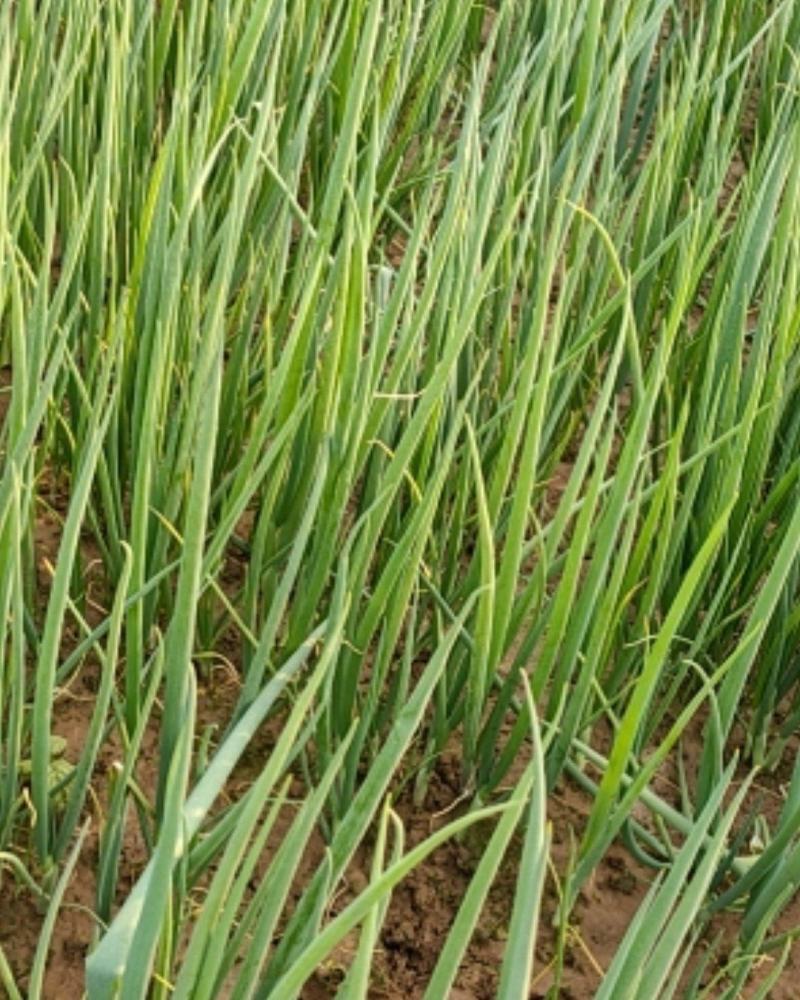 四季小葱25~30cm，种植面积大，质量好量大优惠