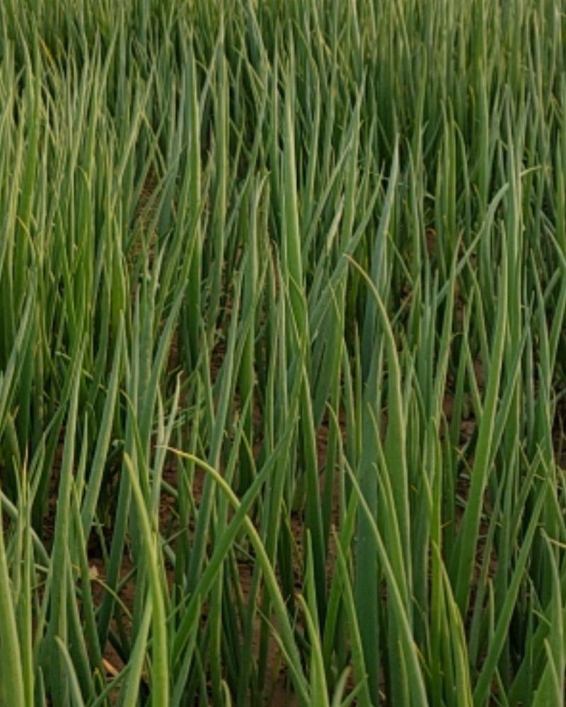 四季小葱25~30cm，种植面积大，质量好量大优惠