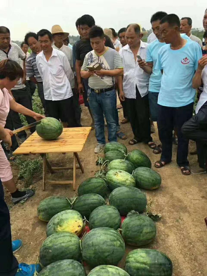 促销包邮郑研大红瓤西瓜种子抗重茬抗旱抗病能力易座果