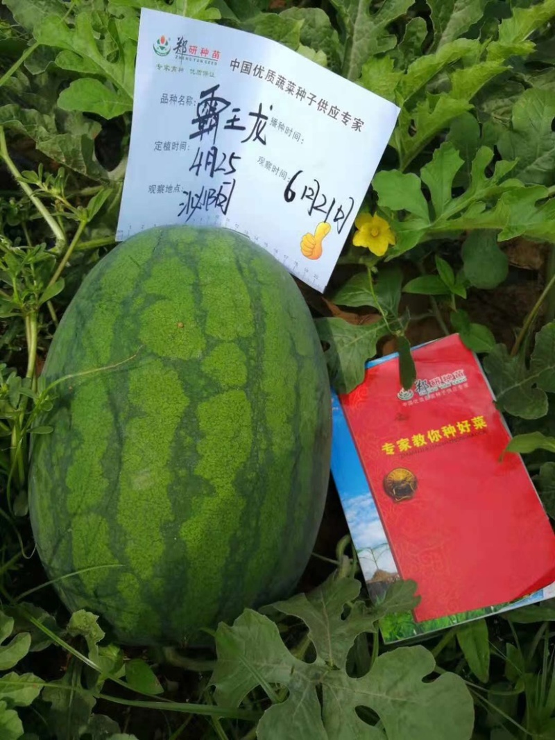 促销包邮郑研大红瓤西瓜种子抗重茬抗旱抗病能力易座果