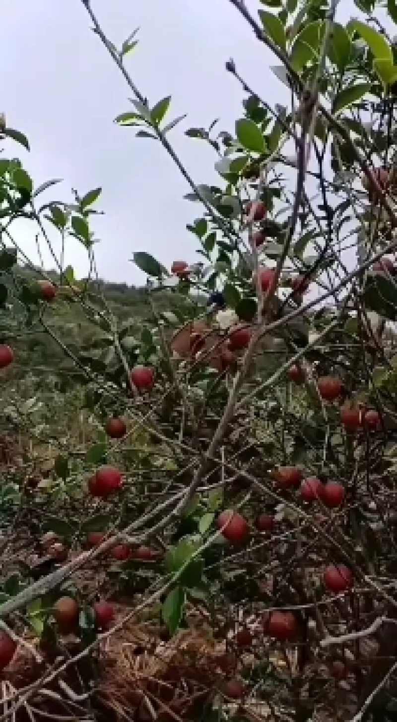 70年代老树茶油正品野山茶油价一赔百产地一件发放