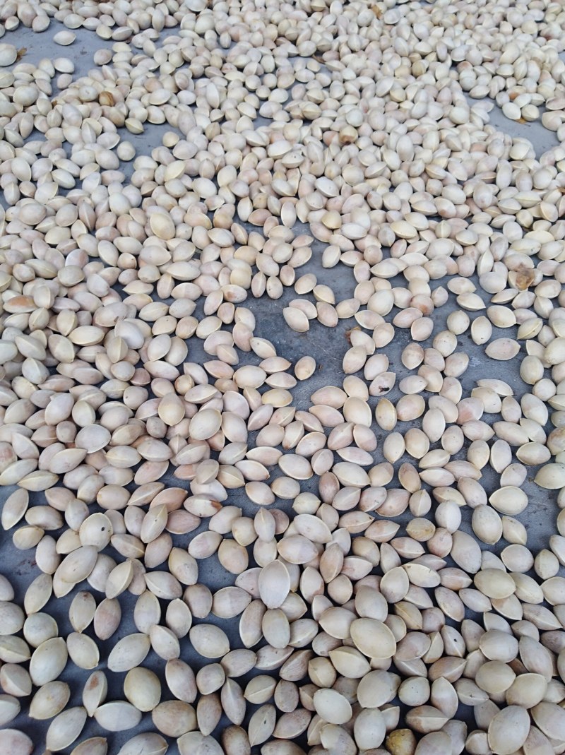白果银杏果，产地直销，保质保量，量大从优，欢迎选购！