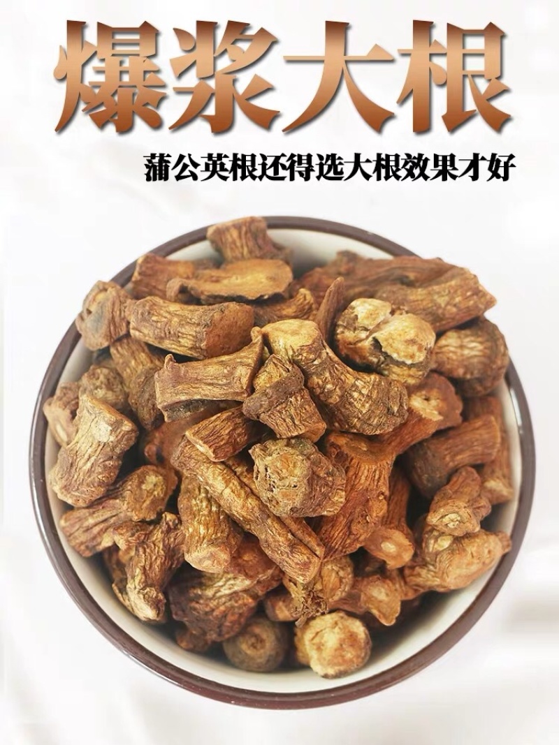 蒲公英根长白山蒲公英秋根500克包邮