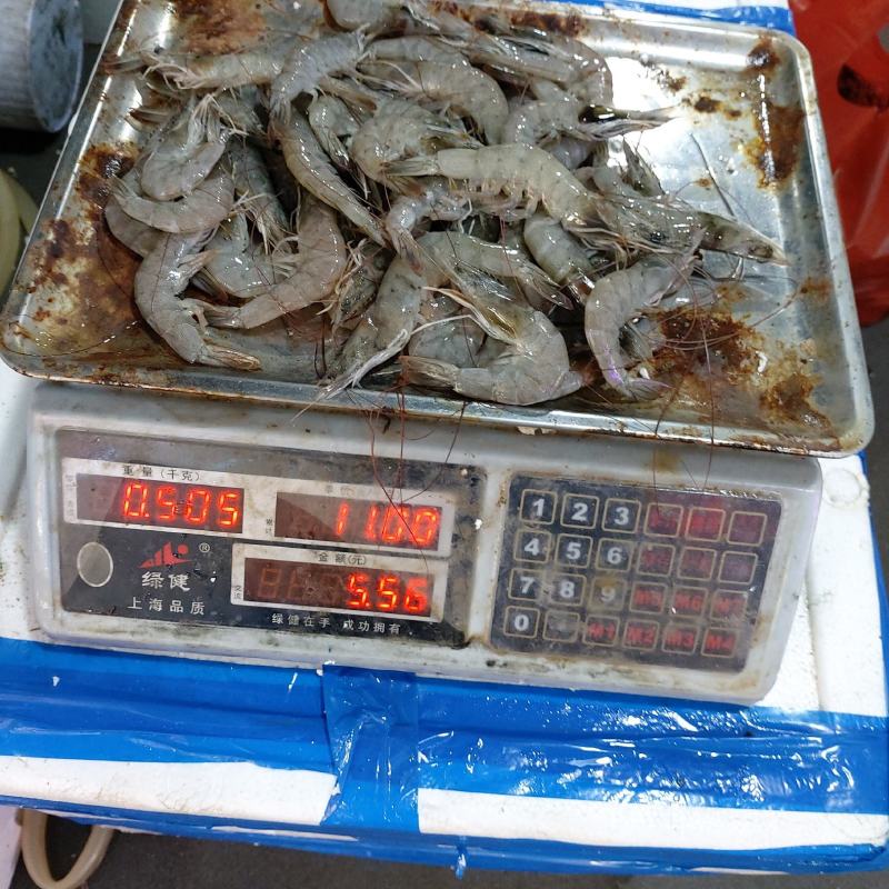冰鲜基围虾（肉质没有问题，每日新鲜到货，重冰打包）