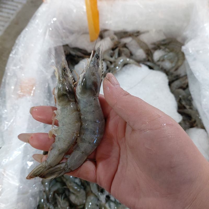 冰鲜基围虾（肉质没有问题，每日新鲜到货，重冰打包）