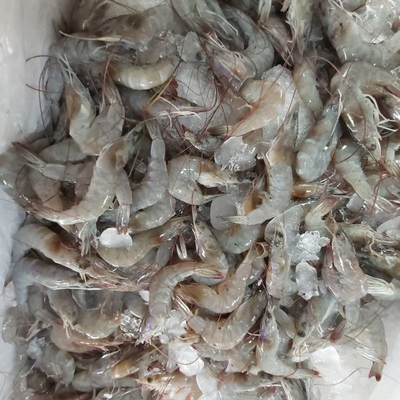 冰鲜基围虾（肉质没有问题，每日新鲜到货，重冰打包）