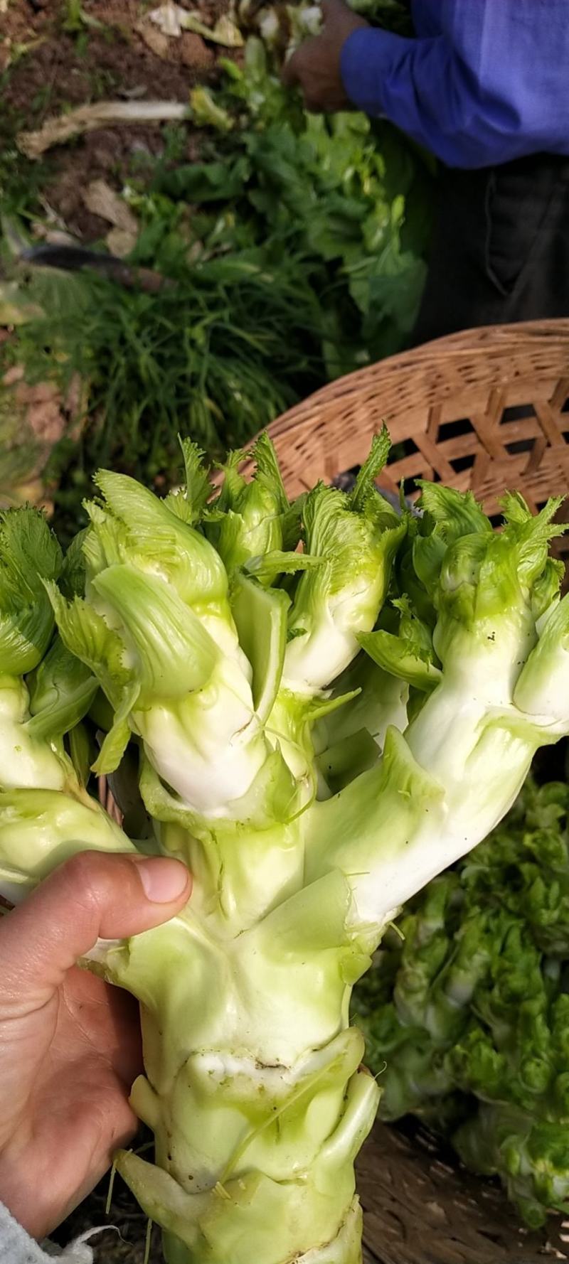 儿菜大量上市欢迎老板考察
