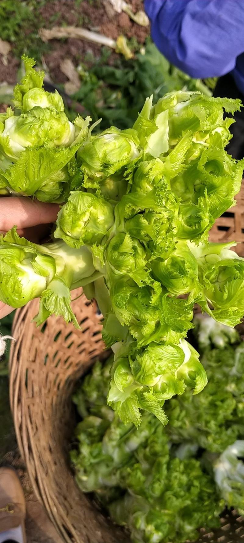 儿菜大量上市欢迎老板考察
