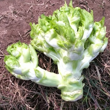 儿菜大量上市欢迎老板考察