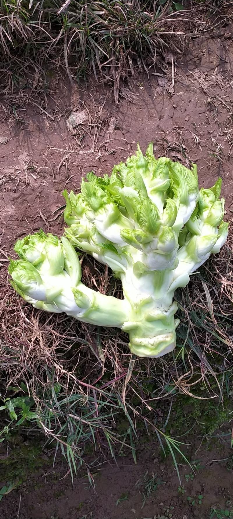 儿菜大量上市欢迎老板考察