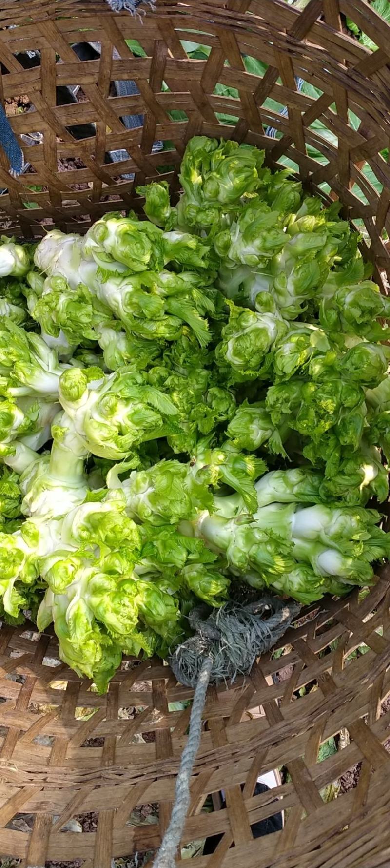 儿菜大量上市欢迎老板考察