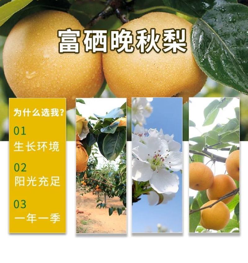 富硒梨苗，晚熟，个头大，产量高，适应能力强