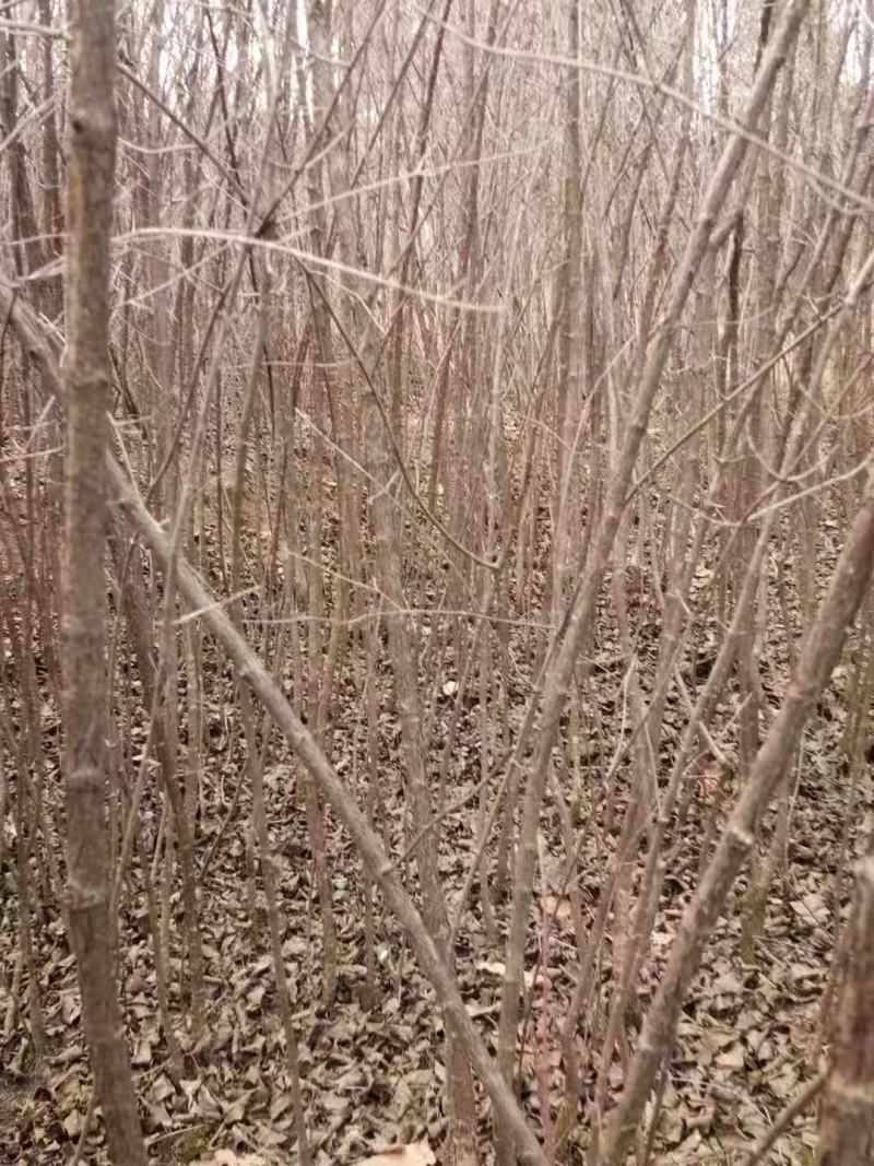山茱萸农户直销一手货源质量保证诚信经营