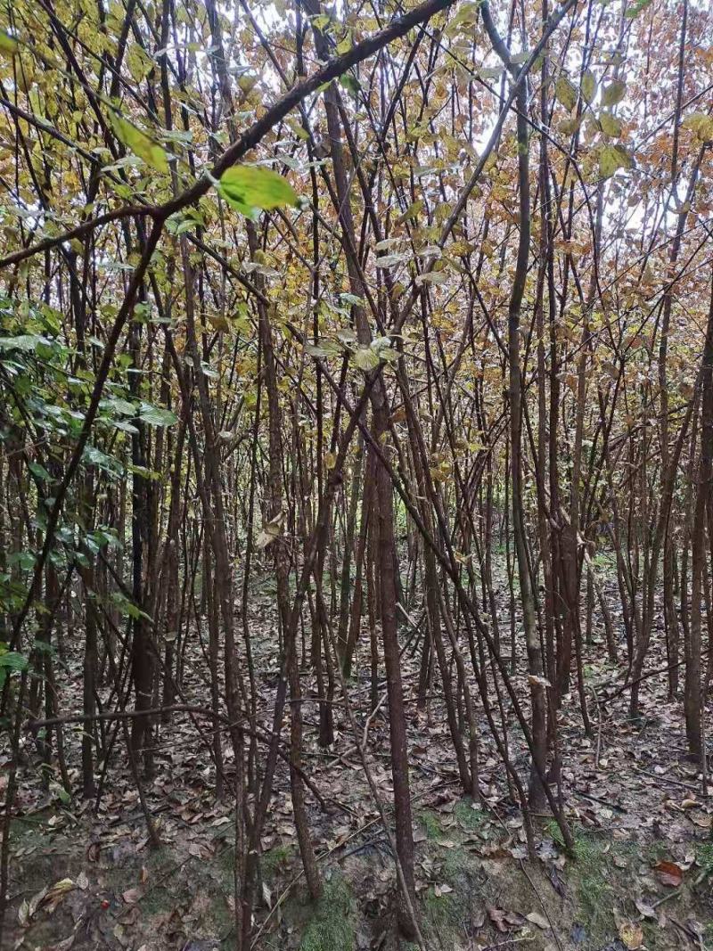 山茱萸农户直销一手货源质量保证诚信经营